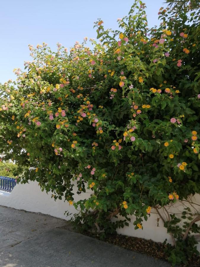 Pontoria Stegna Studios Archangelos  Dış mekan fotoğraf